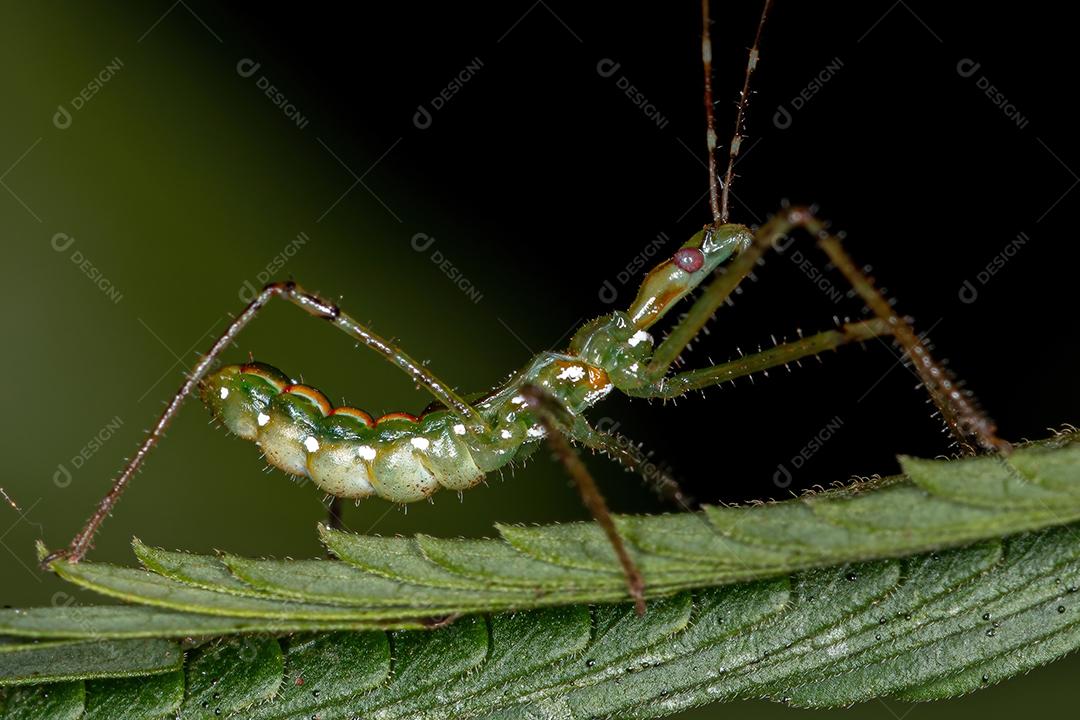 Assassin Bug Ninfa da Tribo Harpactorini