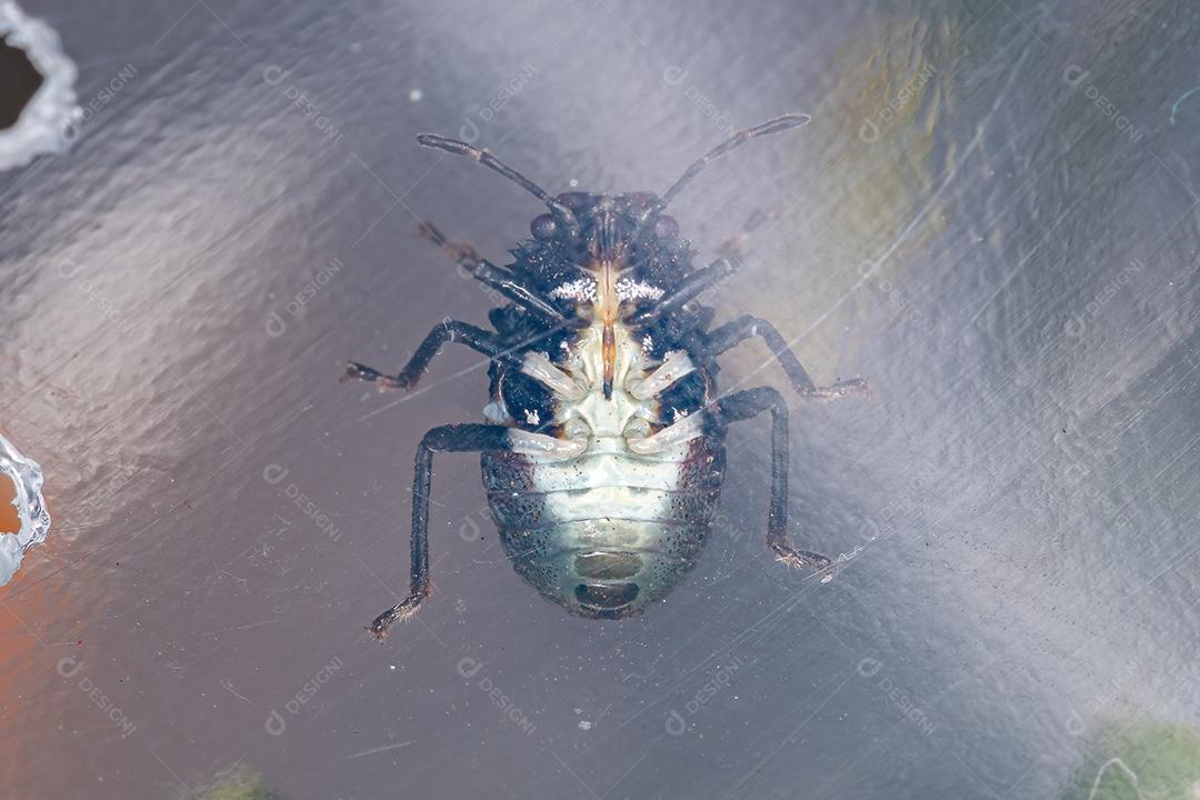 Ninfa de percevejos da família pentatomidae que imita formigas tartaruga cefalotes