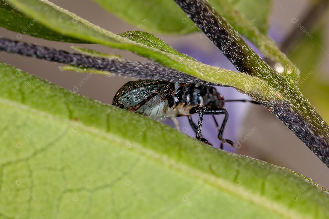 Ninfa de percevejos da família pentatomidae que imita formigas tartaruga cefalotes