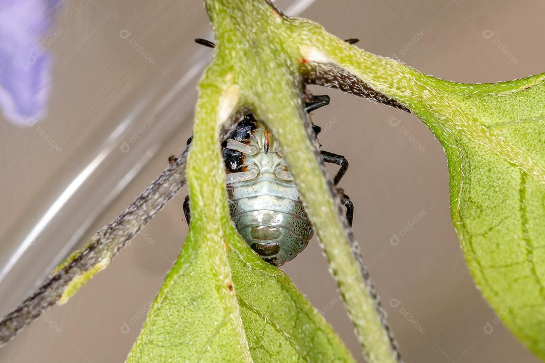 Ninfa de percevejos da família pentatomidae que imita formigas tartaruga cefalotes