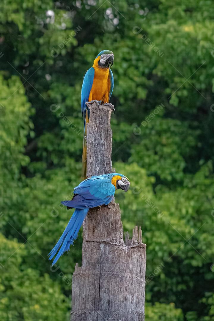 Arara-azul-amarela adulta da espécie Ara ararauna