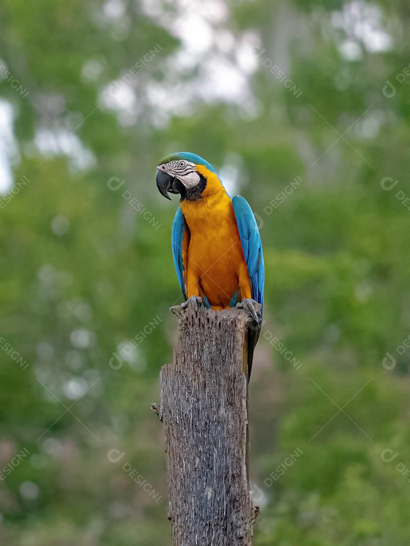 Arara-azul-amarela adulta da espécie Ara ararauna