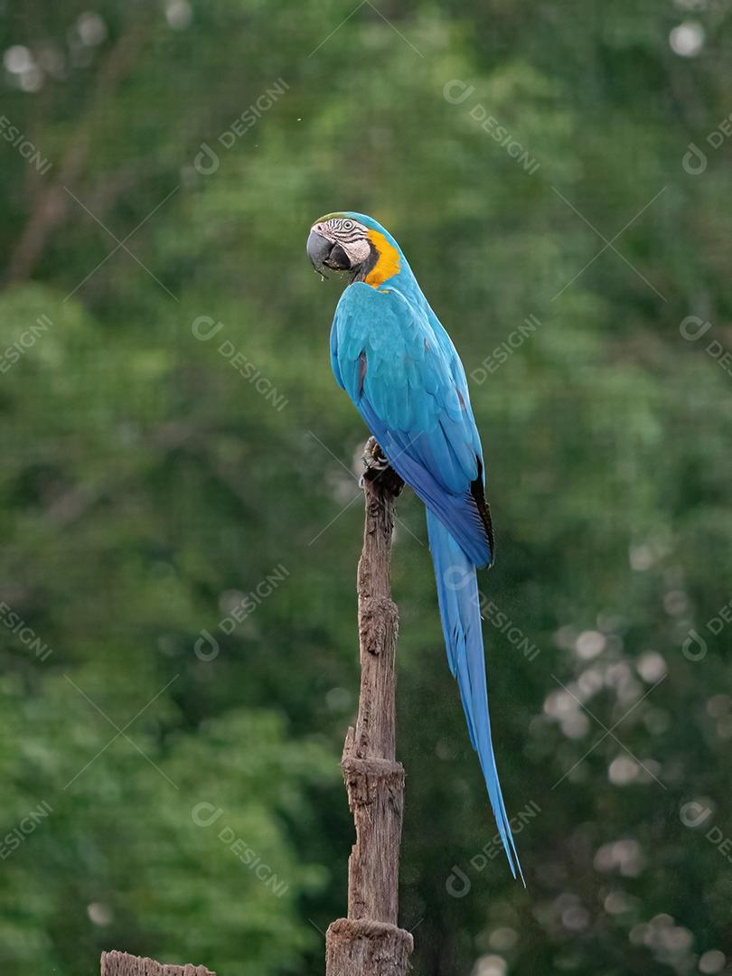 Arara-azul-amarela adulta da espécie Ara ararauna