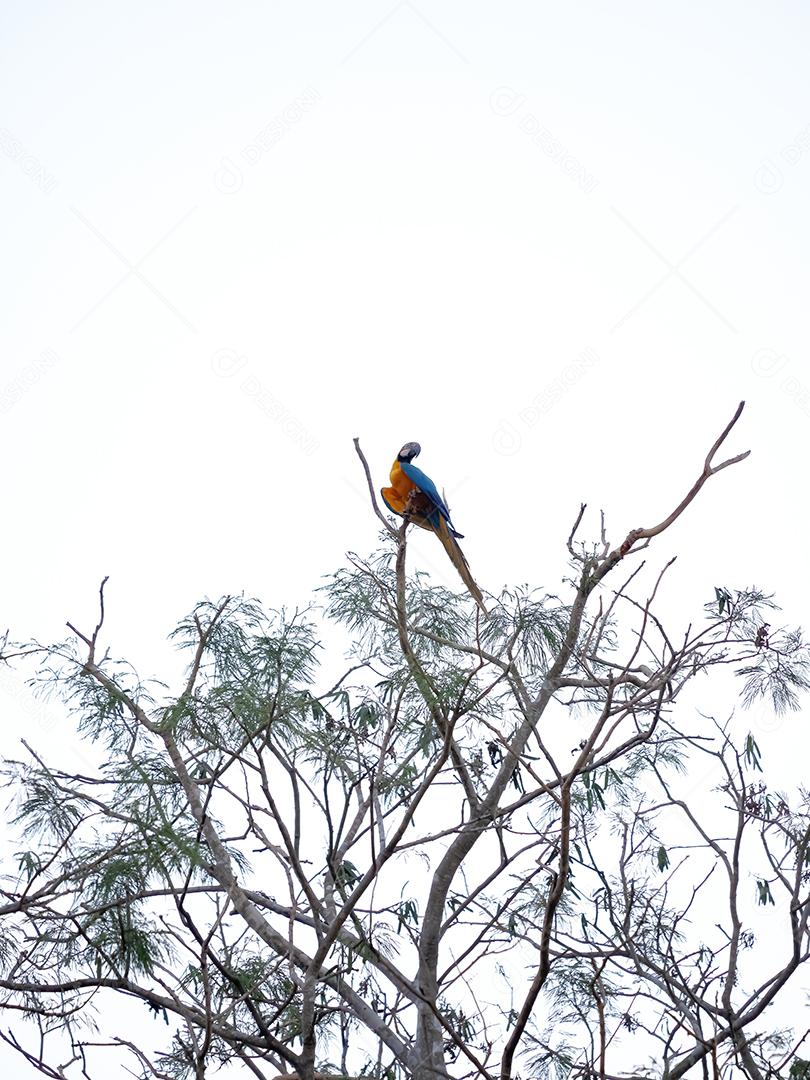 Arara-azul-amarela adulta da espécie Ara ararauna