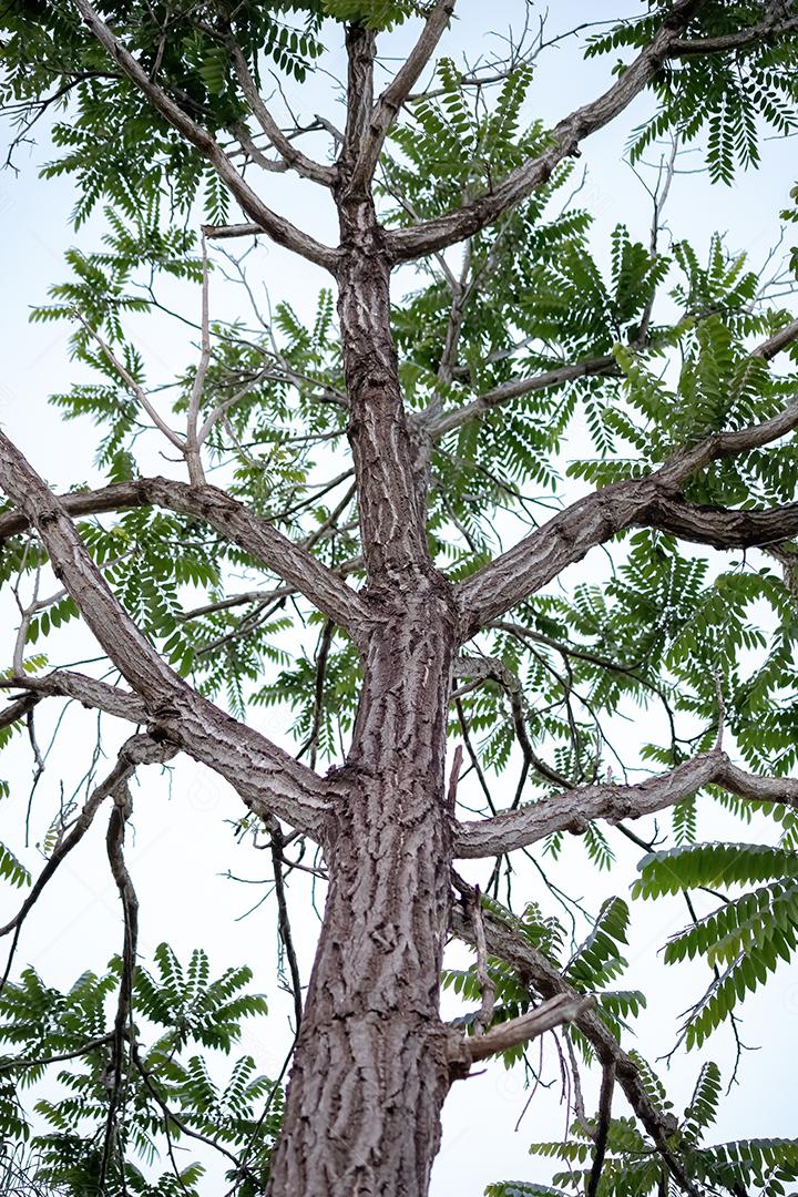 Grande árvore angiosperma dicotiledônea com troncos texturizados proeminentes