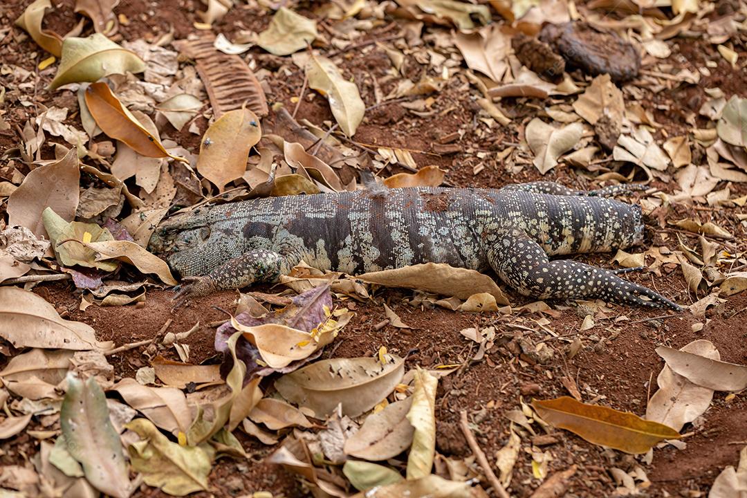 Tegu preto e branco argentino morto da espécie Salvator merianae