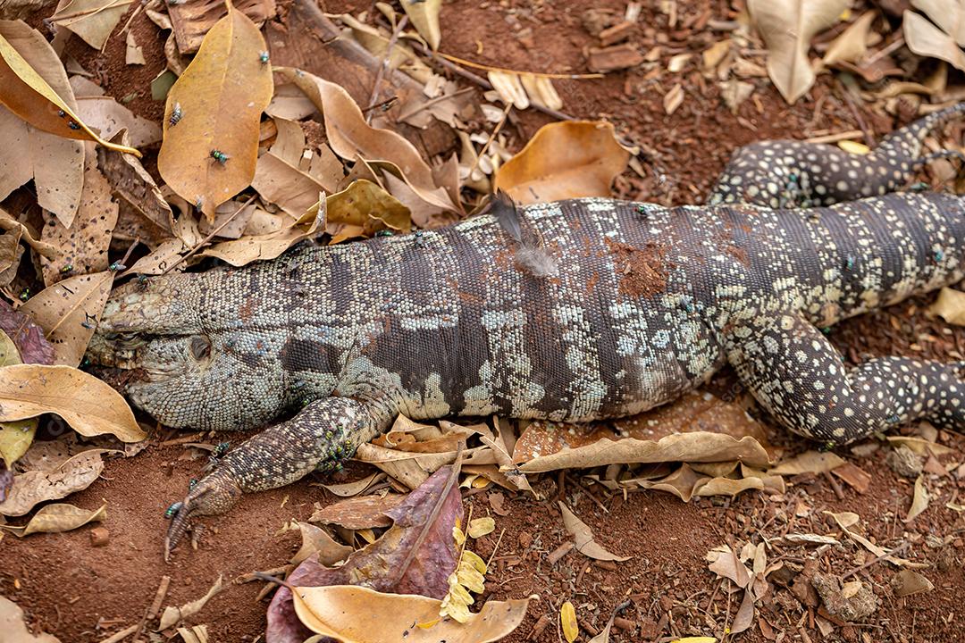 Tegu preto e branco argentino morto da espécie Salvator merianae