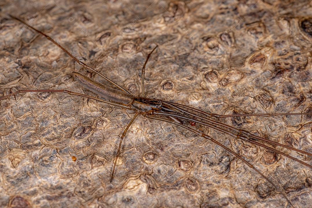 Aranha Tecelã de Mandíbula Longa do Gênero Tetragnatha
