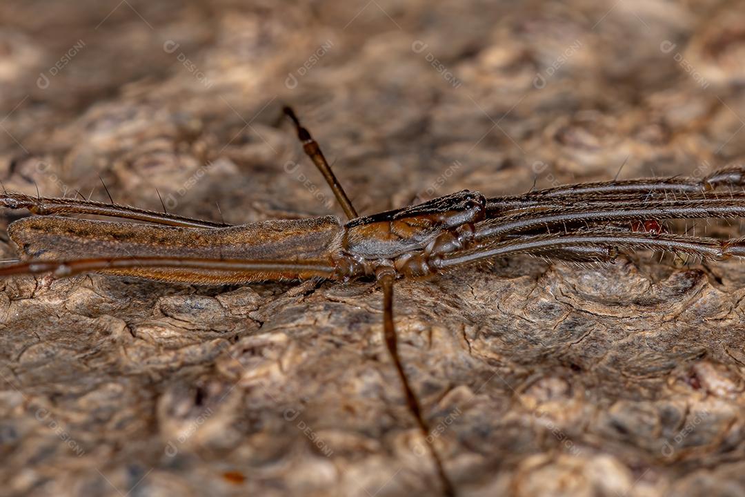 Aranha Tecelã de Mandíbula Longa do Gênero Tetragnatha