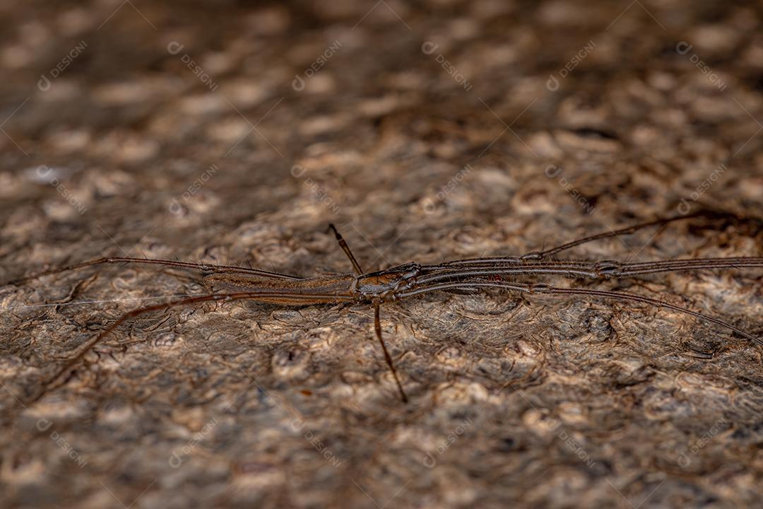 Aranha Tecelã de Mandíbula Longa do Gênero Tetragnatha