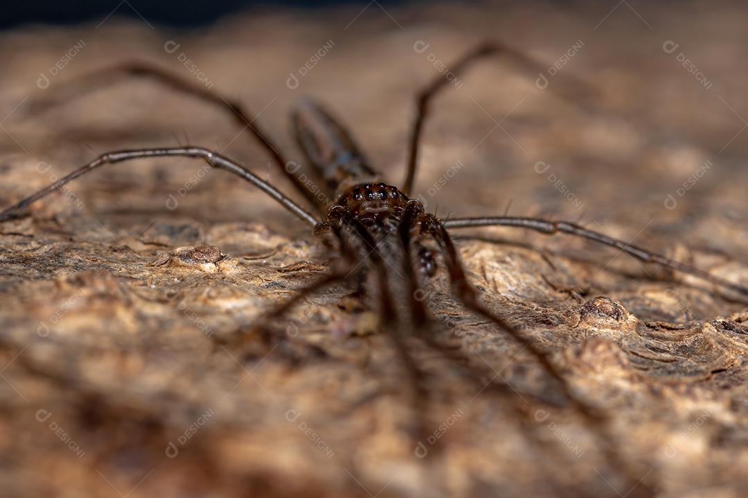 Aranha Tecelã de Mandíbula Longa do Gênero Tetragnatha