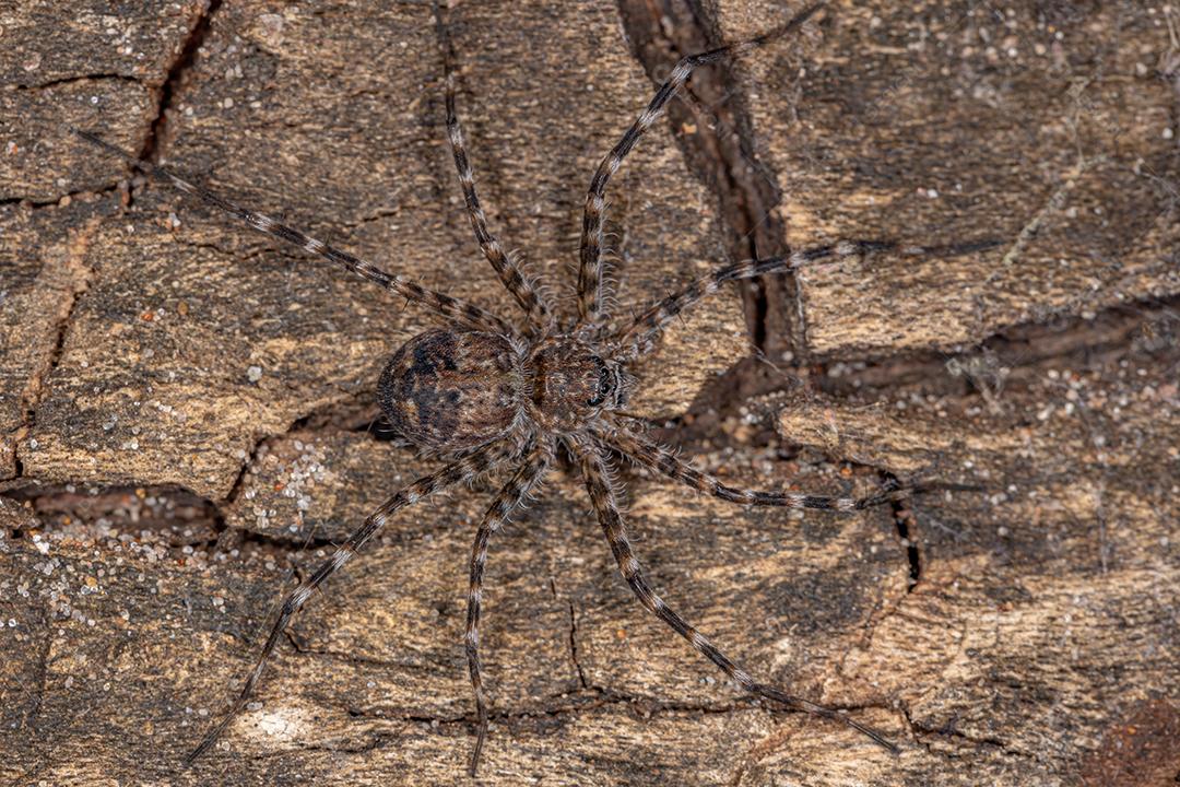 Aranha Trechaleid adulta da família Trechaleidae