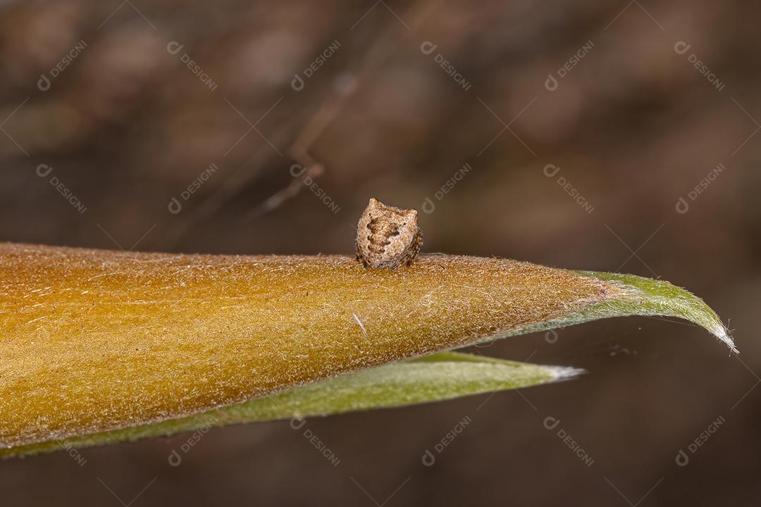 Pequena aranha orbweaver da família Araneidae