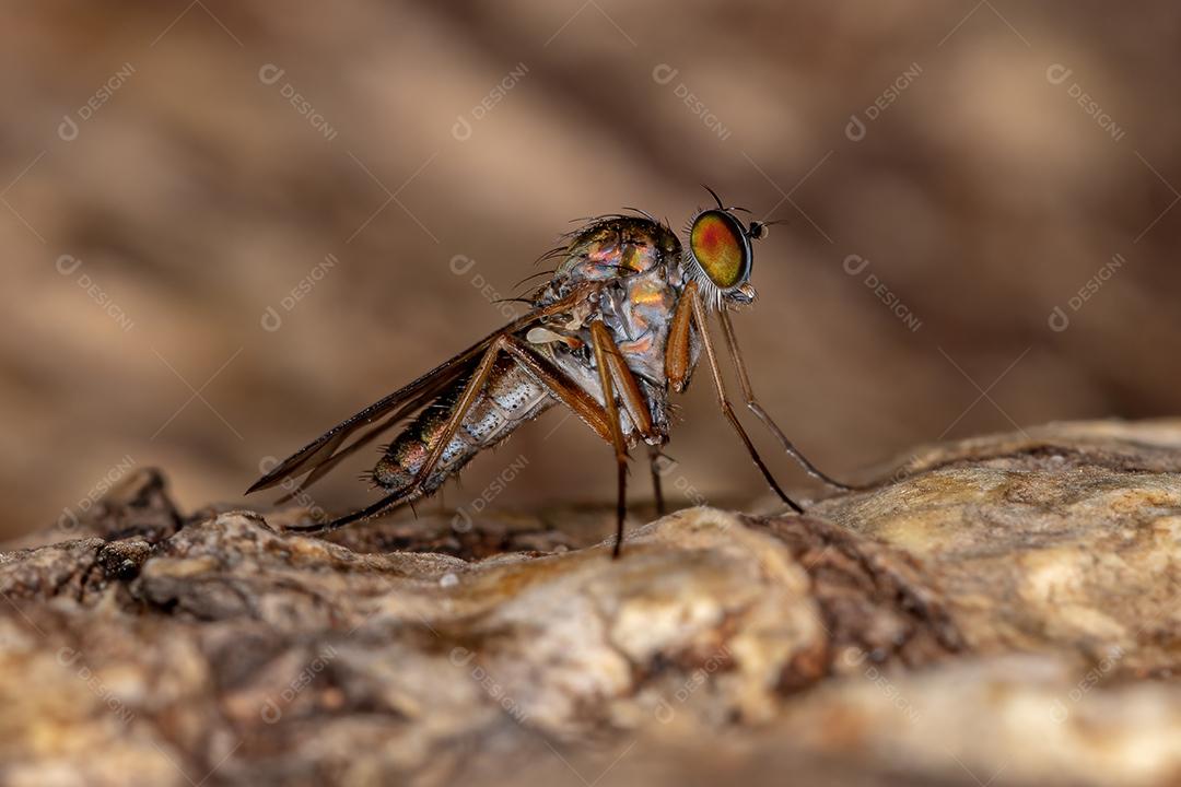 Mosca de pernas compridas adulta da família Dolichopodidae