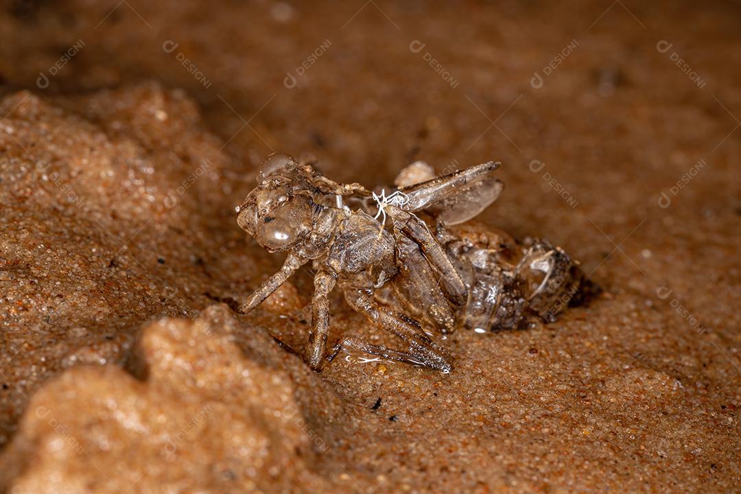 Pequena muda de inseto libélula da subordem Anisoptera