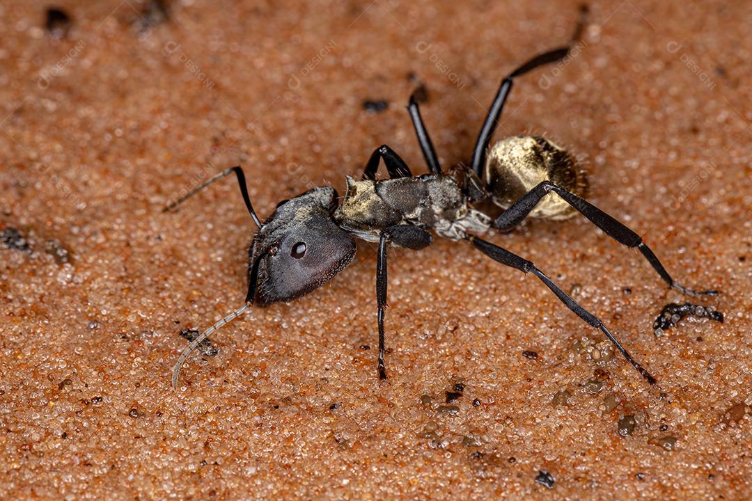 Formiga de açúcar dourada cintilante da espécie Camponotus sericeiventris de soldado