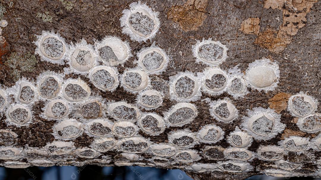 Ovos de insetos aquáticos Dobsonfly da subfamília Corydalinae em um tronco de árvore