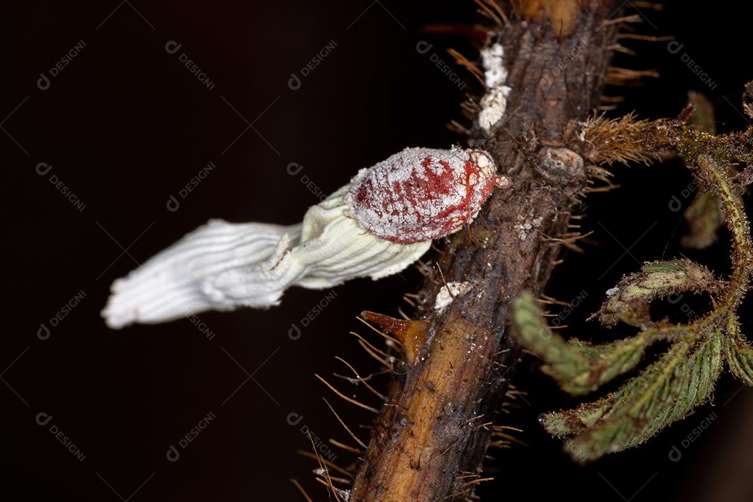 Insetos de escama branca da superfamília Coccoidea em uma planta