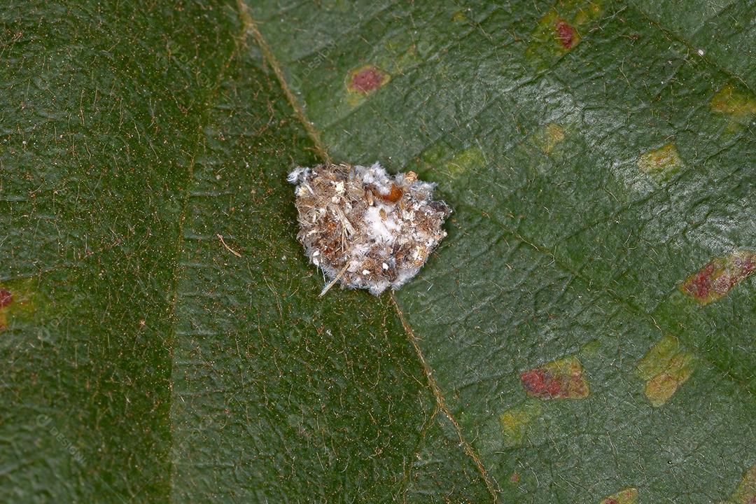 Larva crisopídeo verde da família Chrysopidae