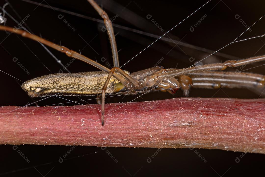 Aranha Tecelã de Mandíbula Longa do Gênero Tetragnatha