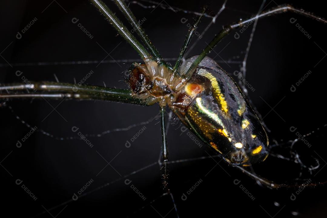 Aranha de pomar adulta do gênero Leucauge