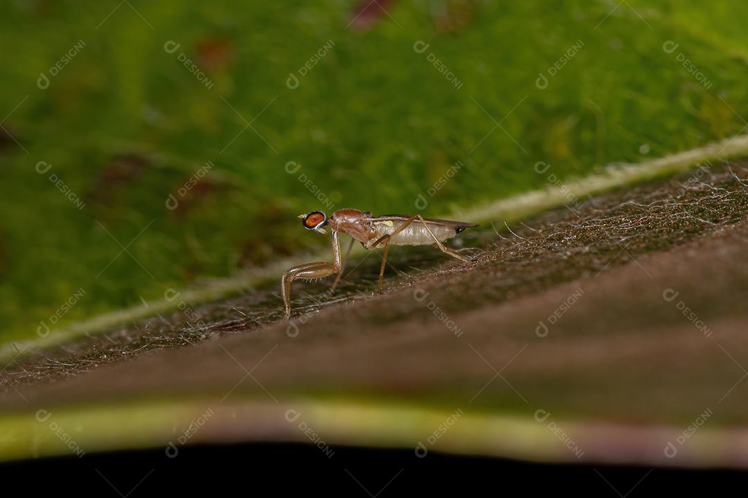 Mosca dançante adulta da subfamília Hemerodromiinae