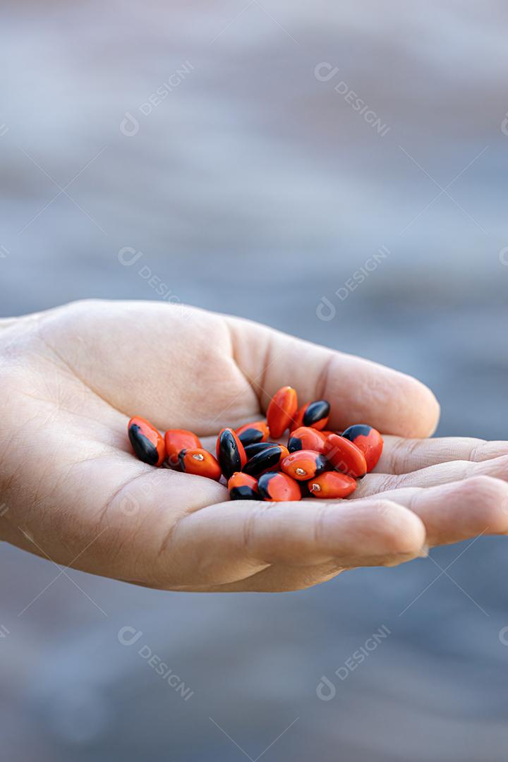 Árvore Ormosia com sementes vermelhas