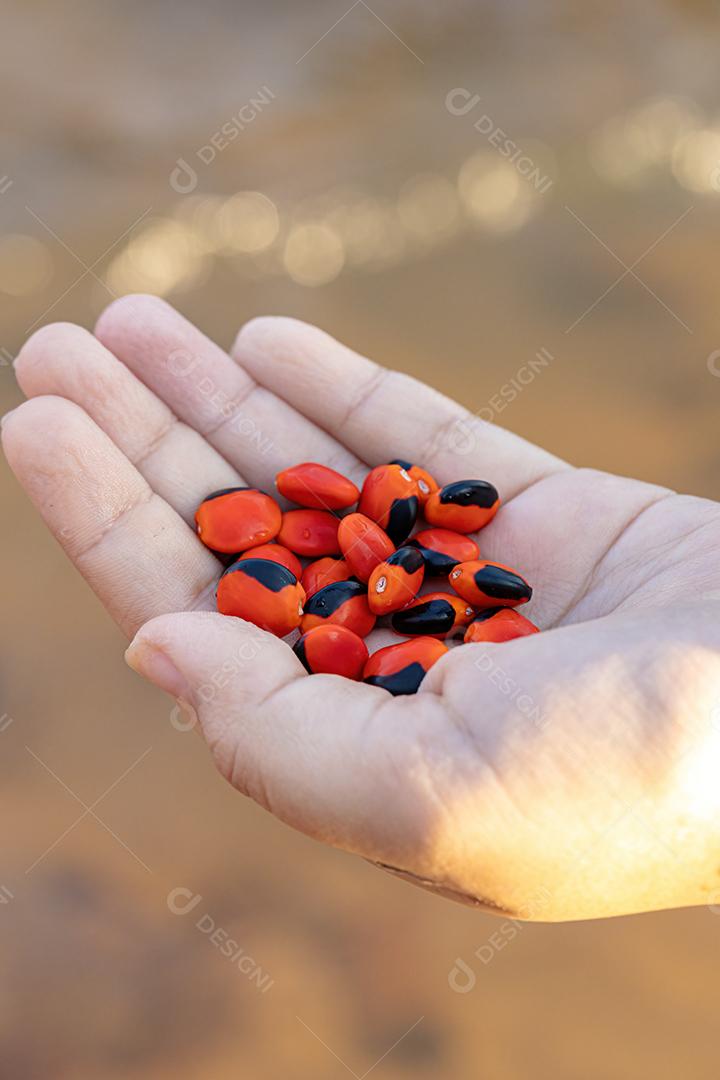 Árvore Ormosia com sementes vermelhas