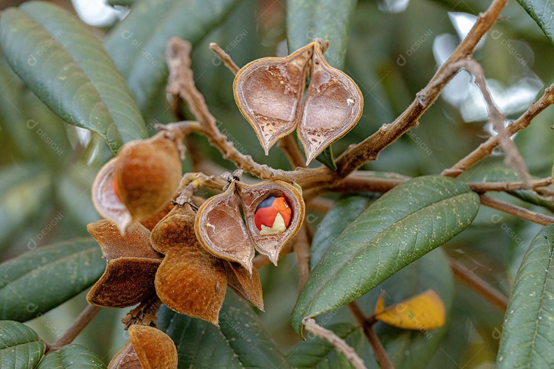 Árvore Ormosia com sementes vermelhas