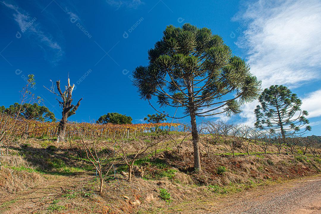 Vinhedo Com Plantações De Uvas Cabernet Imagem JPG