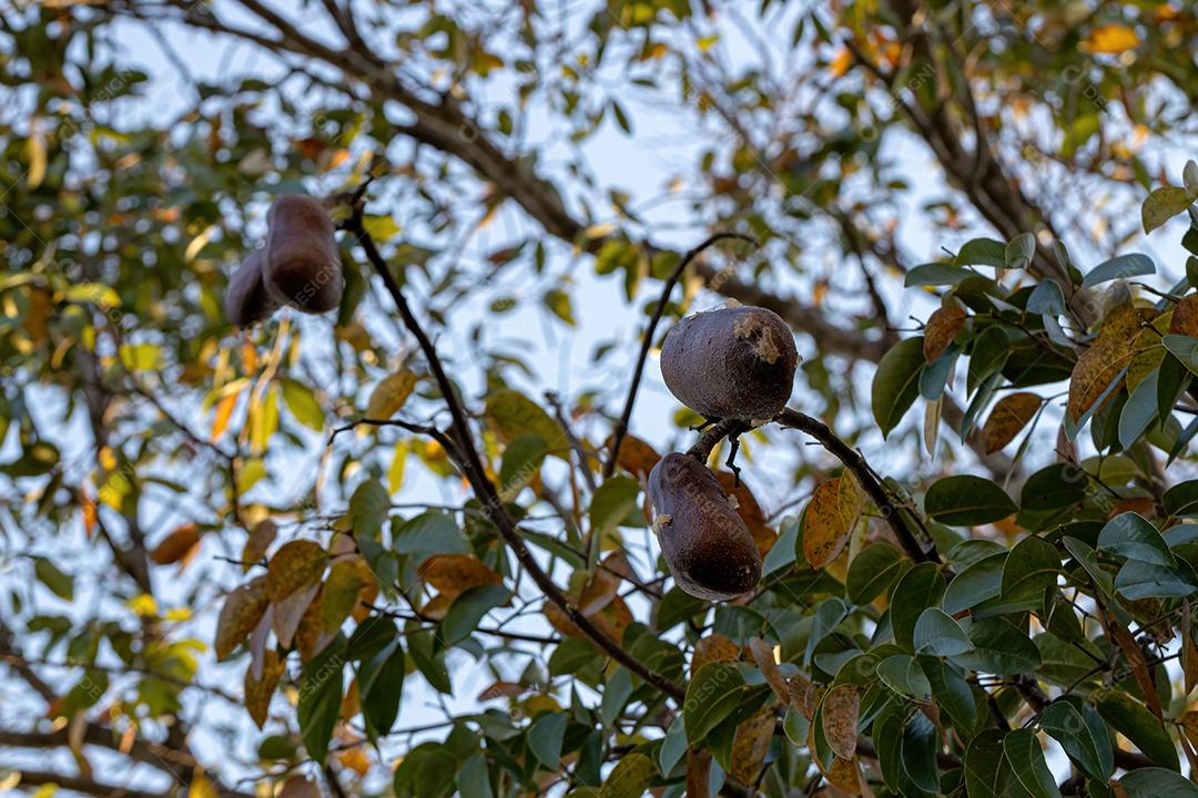 Árvore dos pés-de-cheiro com frutos da espécie Hymenaea courbaril