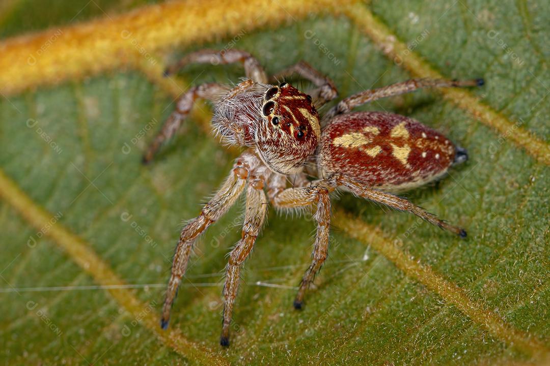 Aranha saltadora fêmea adulta do gênero Frigga