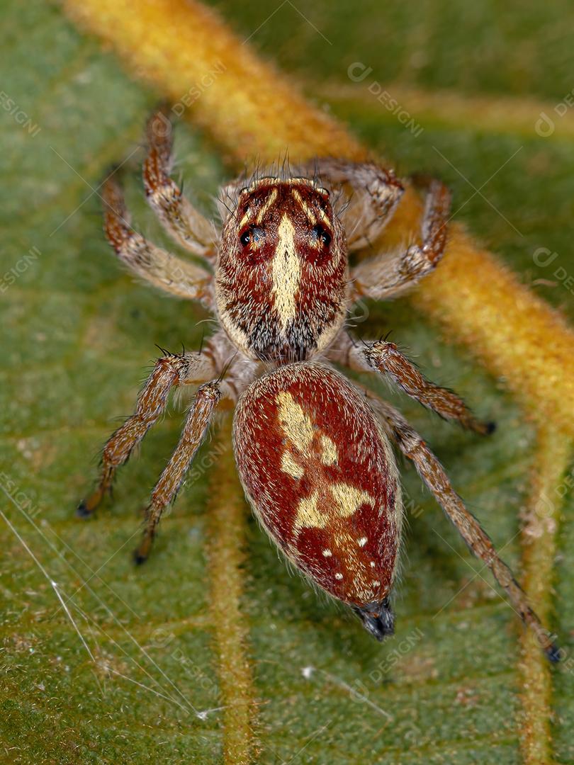 Aranha saltadora fêmea adulta do gênero Frigga