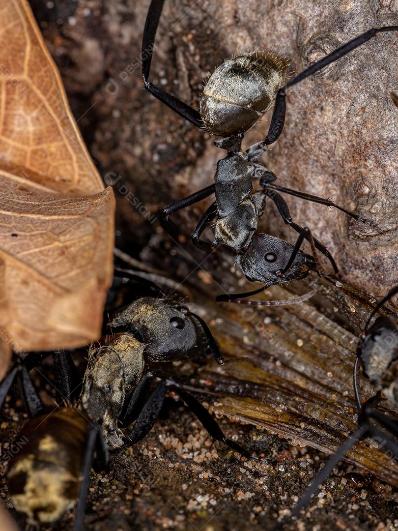 Formiga-dourada cintilante da espécie Camponotus sericeiventris da casta operária