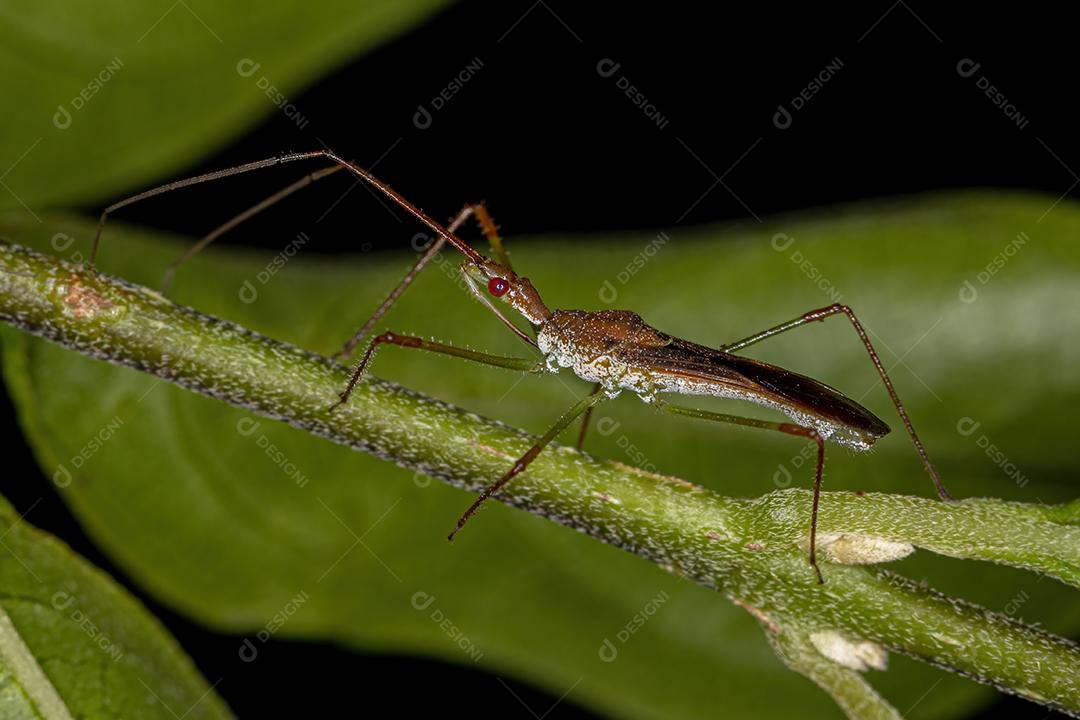 Inseto Assassino Adulto da Tribo Harpactorini