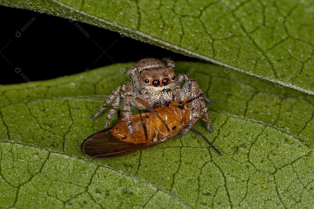 Pequena aranha saltadora da subtribo Dendryphantina predando uma mosca lauxaniid