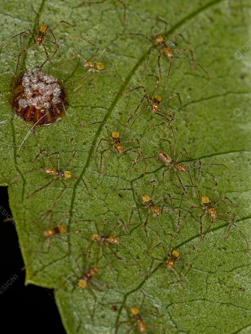 Assassin Bug Ninfa da Tribo Harpactorini com ovos