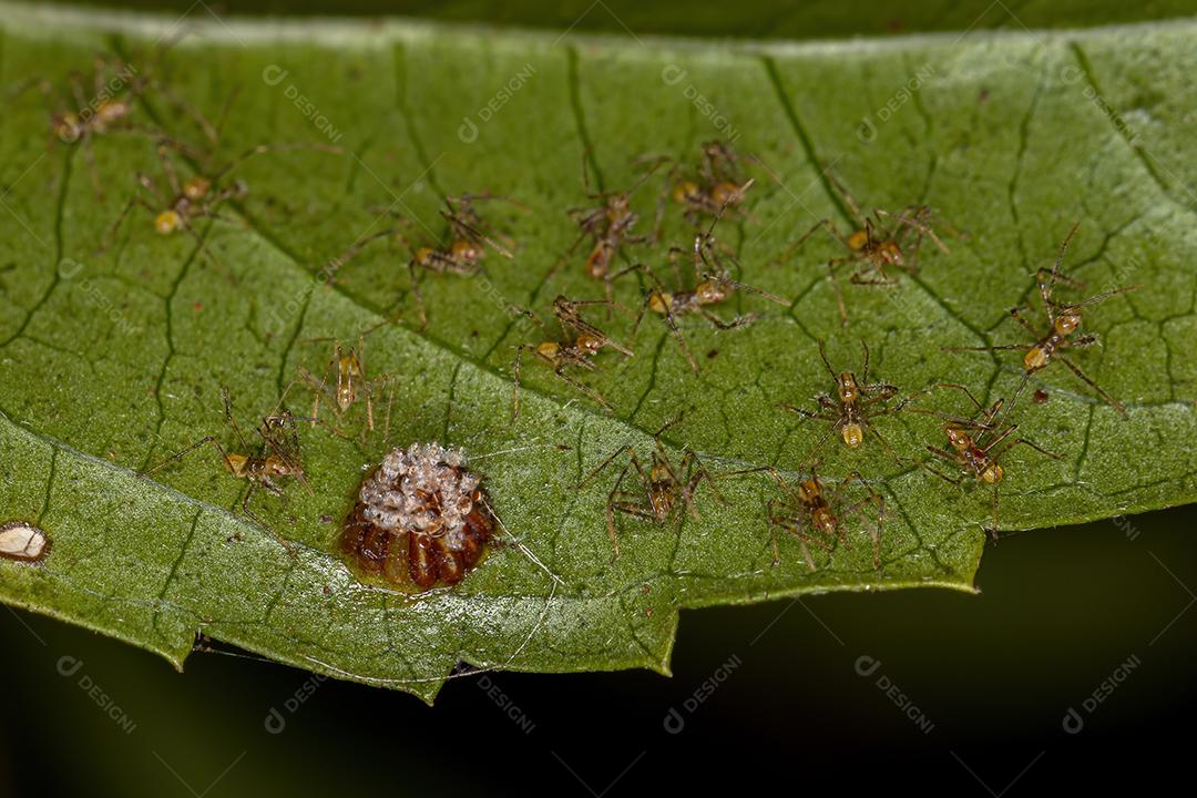 Assassin Bug Ninfa da Tribo Harpactorini com ovos