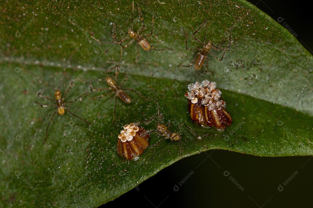 Assassin Bug Ninfa da Tribo Harpactorini com ovos