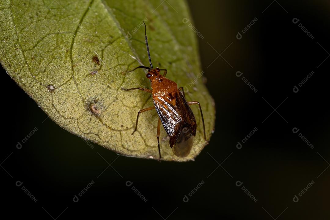 Inseto de planta adulto da família Miridae