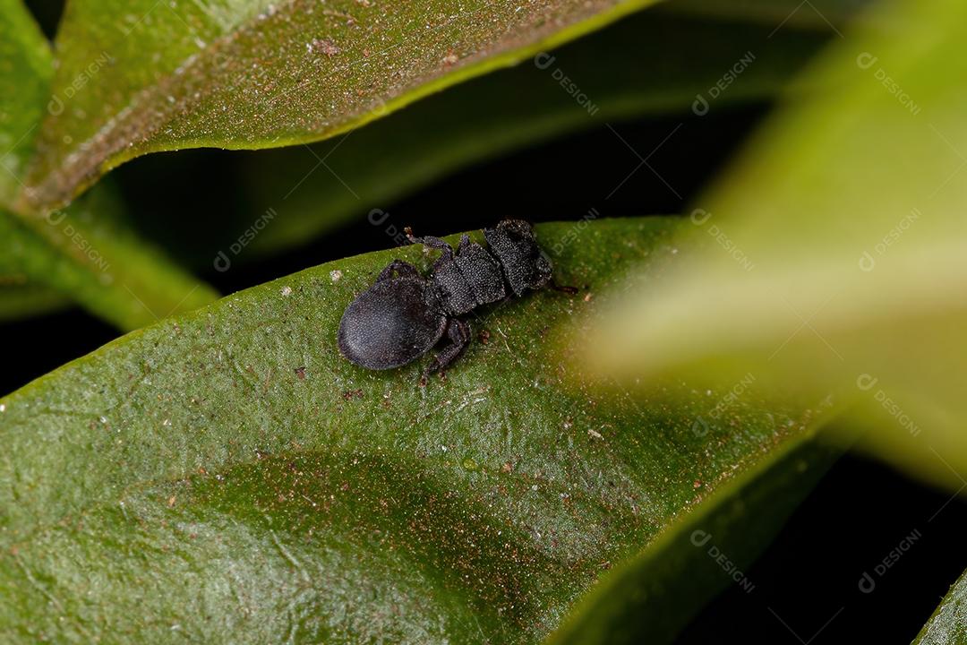 Formiga-tartaruga-preta adulta pequena do gênero Cephalotes