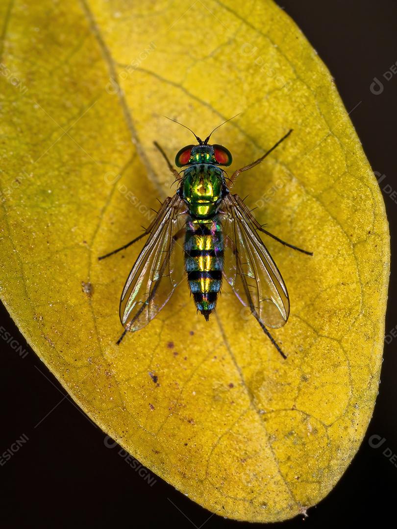 Mosca de pernas compridas adulta da família Dolichopodidae