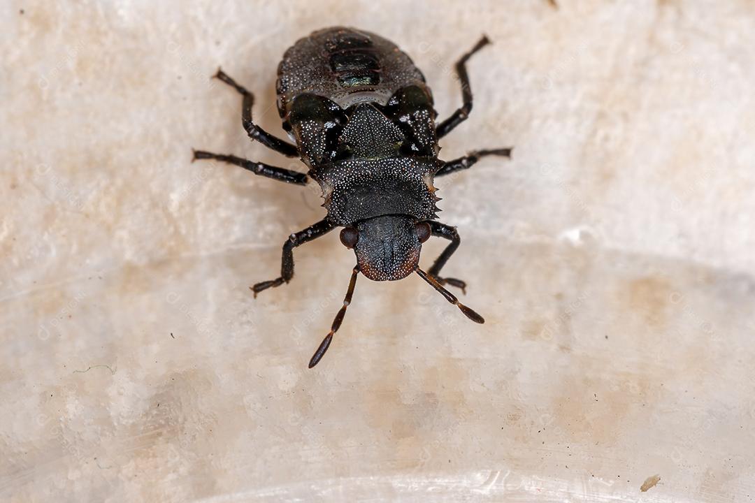 Ninfa de percevejos da família pentatomidae que imita formigas tartaruga cefalotes