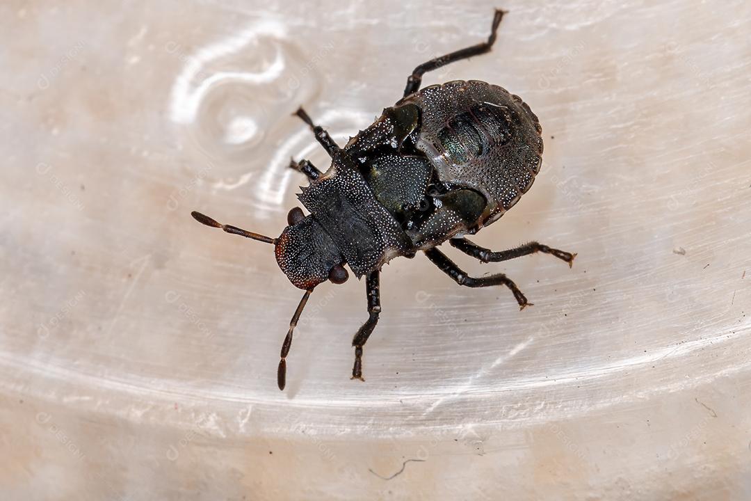 Ninfa de percevejos da família pentatomidae que imita formigas tartaruga cefalotes