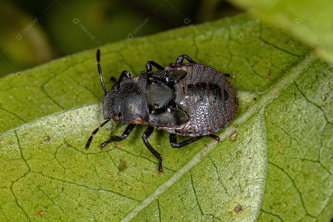 Ninfa de percevejos da família pentatomidae que imita formigas tartaruga cefalotes