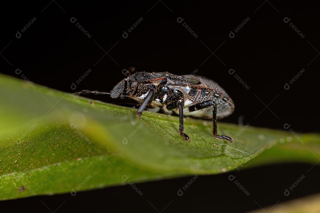 Ninfa de percevejos da família pentatomidae que imita formigas tartaruga cefalotes