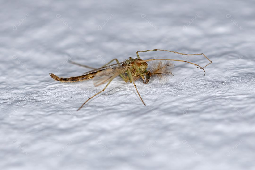 Midge não mordedor adulto da família Chironomidae
