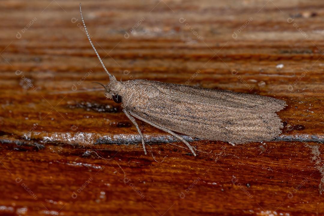 Pequena mariposa adulta da ordem lepidóptera