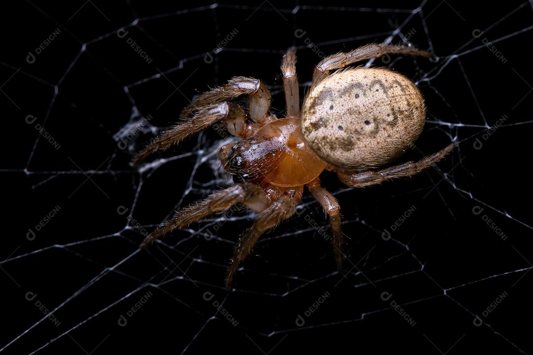 Orbweaver Clássico Adulto do Gênero Metazygia