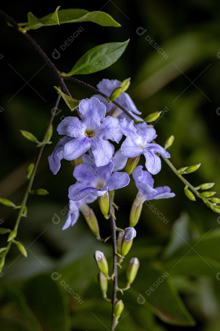 Skyflower Yellow Flores da espécie Duranta erecta